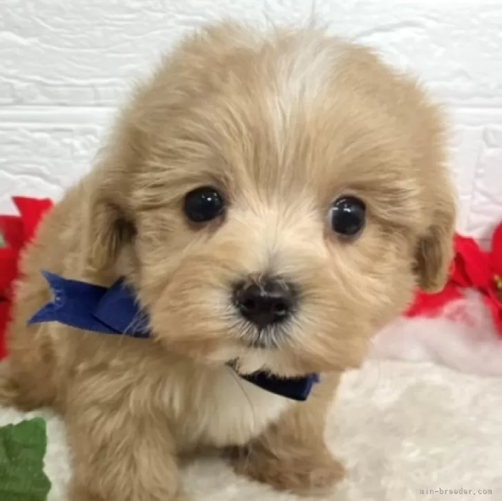 ID:2412-05209の子犬