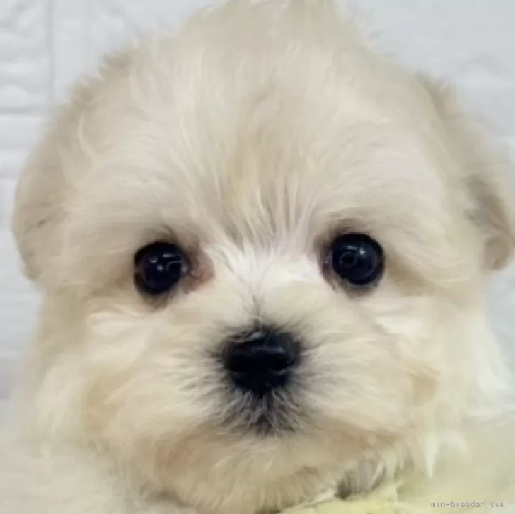 M.K 様のお迎えした子犬