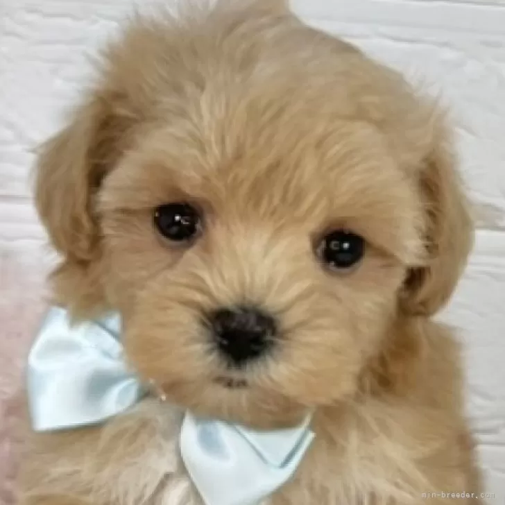 ID:2507-05957の子犬