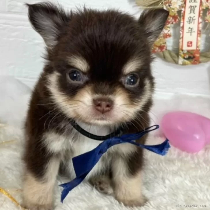 ID:2501-05114の子犬