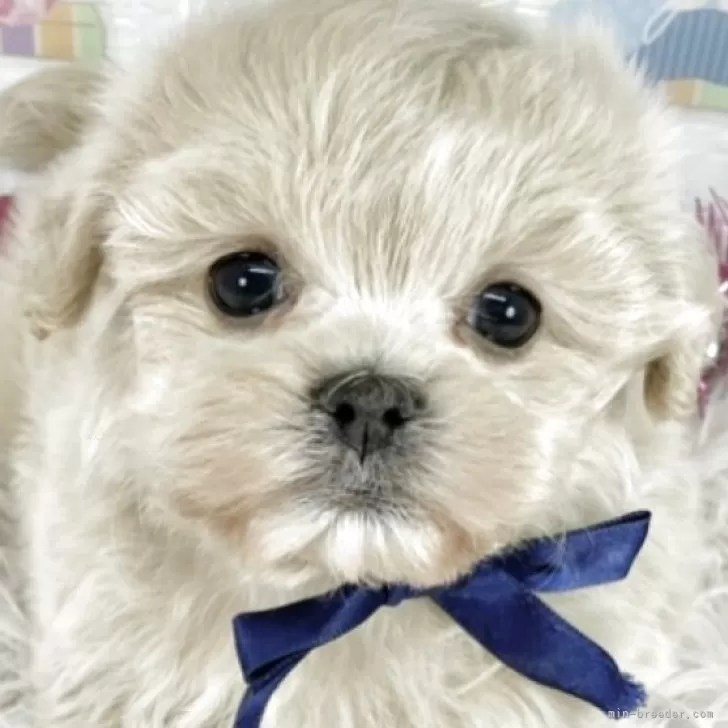 ID：2503-07768の子犬