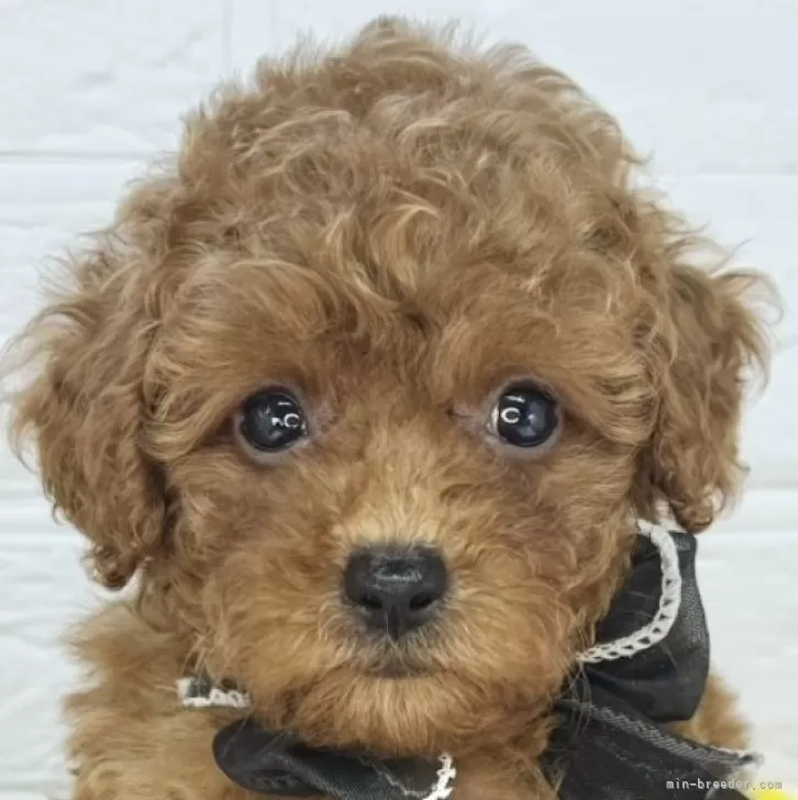 ID:2508-04598の子犬