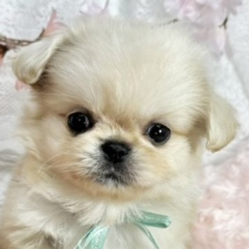 ミックス(チワワ×ペキニーズ)【岐阜県・男の子・2025年3月18日・クリーム&ホワイト】の写真「556ｇの小さなかわいい男の子🐶💗」