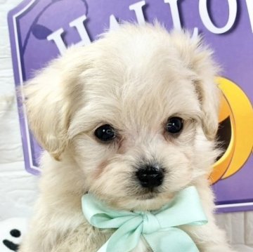 マルプー(マルチーズ×トイプードル)【岐阜県・男の子・2025年9月10日・クリーム&ホワイト】の写真「優しい性格の男の子🐶✨」