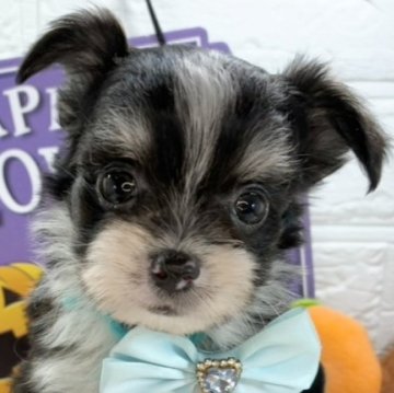 チワマル(マルチーズ×チワワ)【岐阜県・男の子・2025年9月16日・ブラック、クリーム&ホワイト】の写真「愛嬌満点な可愛い男の子🐶✨💗」