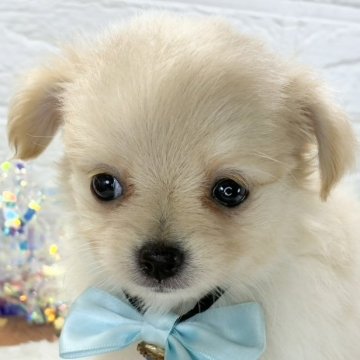 ポメチワ(ポメラニアン×チワワ)【岐阜県・女の子・2025年9月29日・クリーム】の写真「おっとりマイペースな女の子🐣💗」