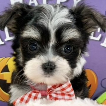 チワマル(マルチーズ×チワワ)【岐阜県・女の子・2025年9月16日・ブラック、クリーム&ホワイト】の写真「おてんばで可愛い女の子🐶💗」