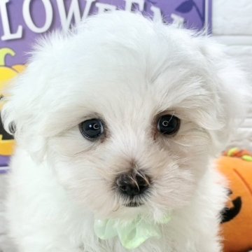 マルチーズ【岐阜県・男の子・2025年9月1日・ホワイト】の写真「控えめな男の子🐶💕」