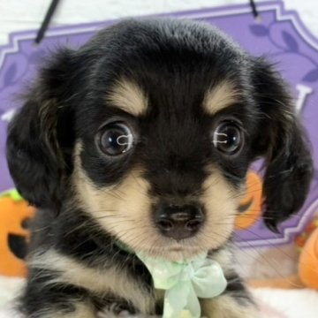 チワックス(チワワ×ダックスフンド)【岐阜県・男の子・2025年9月15日・ブラック&クリーム】の写真「元気いっぱいな可愛い男の子🐶✨💗」