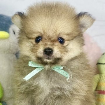 ポメラニアン【岐阜県・男の子・2024年10月2日・オレンジ】の写真「たれ目で可愛い男の子👨💕」