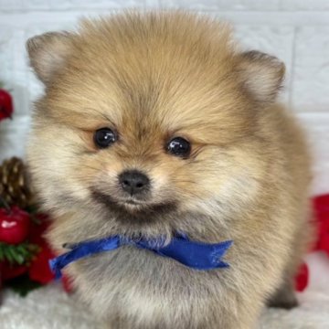 ポメラニアン【岐阜県・男の子・2024年11月10日・オレンジセーブル】の写真「もふもふでまん丸な男の子☆彡」