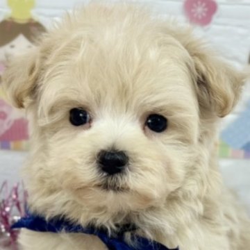 マルプー(マルチーズ×トイプードル)【岐阜県・男の子・2025年1月27日・クリーム】の写真「遊ぶのが大好きな元気な男の子です♪」