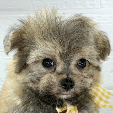 ポメマル(ポメラニアン×マルチーズ)【岐阜県・男の子・2025年9月23日・オレンジセーブル】の写真「優しい性格の男の子🐶✨」