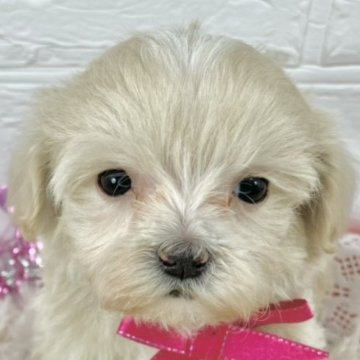 マルプー(マルチーズ×トイプードル)【岐阜県・女の子・2025年1月4日・クリーム&ホワイト】の写真「つぶらな瞳の女の子☆」