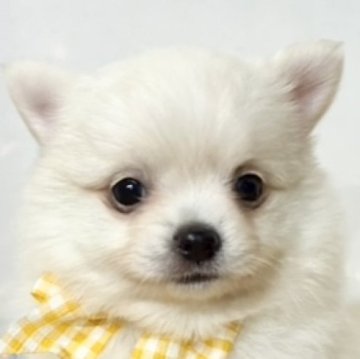 ポメチワ(ポメラニアン×チワワ)【岐阜県・女の子・2025年11月2日・クリーム】の写真「むちむちボディーの可愛い女の子🐶」