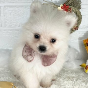 ポメラニアン【岐阜県・男の子・2024年11月27日・クリーム&ホワイト】の写真「控えめな女の子🐶💕」