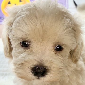 マルプー(マルチーズ×トイプードル)【岐阜県・男の子・2025年9月12日・クリーム&ホワイト】の写真「元気いっぱいな男の子☆彡」