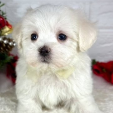 ミックス(マルチーズ×ビションフリーゼ)【岐阜県・男の子・2024年11月2日・ホワイト】の写真「つぶらな瞳の可愛い男の子💕」