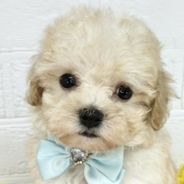 マルプー(マルチーズ×トイプードル)【岐阜県・女の子・2025年7月7日・クリーム】の写真「控えめな女の子🐶💕」