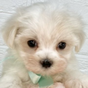 マルチーズ【岐阜県・女の子・2025年5月9日・ホワイト】の写真「控えめな女の子🐶💕」