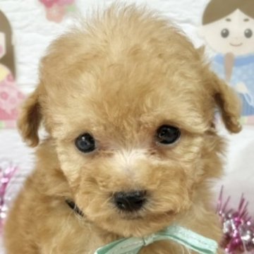 トイプードル(トイ)【岐阜県・男の子・2025年1月26日・オレンジフォーン】の写真「控えめな男の子🐶💕」