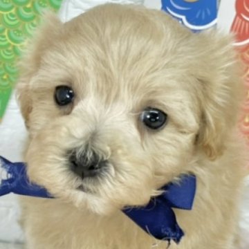 マルプー(マルチーズ×トイプードル)【岐阜県・男の子・2025年3月29日・アプリコット】の写真「むちむちでかわいい甘えん坊さん💗」