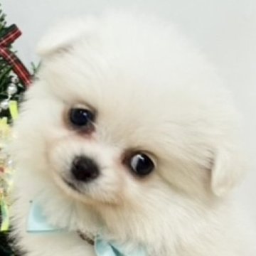 ポメチワ(ポメラニアン×チワワ)【岐阜県・女の子・2025年10月28日・クリーム】の写真「まんまるおめめの可愛い女の子🐶💗」