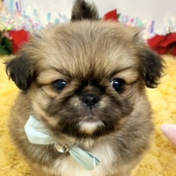 ペキチワ(チワワ×ペキニーズ)【岐阜県・男の子・2025年10月31日・フォーン】の写真「むちむちでかわいい甘えん坊さんな男の子🐶💗」
