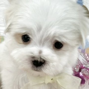 マルチーズ【岐阜県・男の子・2025年2月16日・ホワイト】の写真「まっしろでもふもふの可愛い男の子💕」