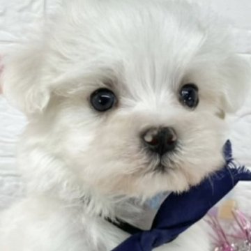 マルチーズ【岐阜県・男の子・2025年2月16日・ホワイト】の写真「マイペースな優しい男の子✨✨」
