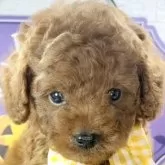 トイプードル(トイ)