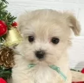 マルプー(マルチーズ×トイプードル)【岐阜県・女の子・2024年10月30日・クリーム&ホワイト】の写真1