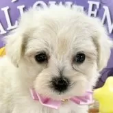 マルプー(トイプードル×マルチーズ)【岐阜県・女の子・2025年9月17日・クリーム】の写真1