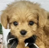 チワプー(チワワ×トイプードル)【岐阜県・男の子・2025年5月28日・アプリコット】の写真1