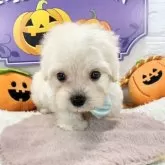 マルプー(マルチーズ×トイプードル)【岐阜県・男の子・2025年9月10日・クリーム&ホワイト】の写真2