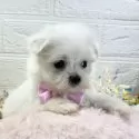 マルチーズ【岐阜県・男の子・2025年10月8日・ホワイト】の写真3