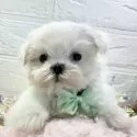 マルチーズ【岐阜県・女の子・2025年10月8日・ホワイト】の写真4