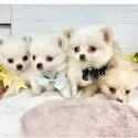 ポメチワ(チワワ×ポメラニアン)【岐阜県・男の子・2025年8月7日・クリーム&ホワイト】の写真6
