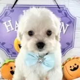 マルプー(マルチーズ×トイプードル)【岐阜県・男の子・2025年9月10日・クリーム&ホワイト】の写真6