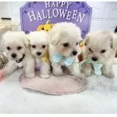 マルプー(マルチーズ×トイプードル)【岐阜県・男の子・2025年9月10日・クリーム&ホワイト】の写真7