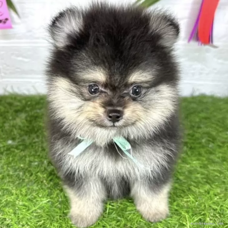 ID:2407-04007の子犬