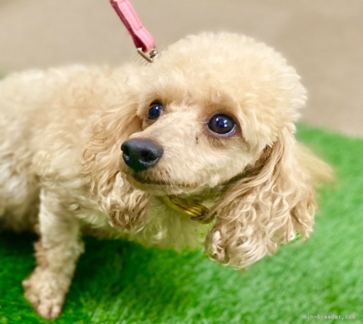 トイプードル(トイ)【・女の子・2022年5月8日・アプリコット】