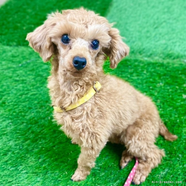 ティーカッププードル【・女の子・2022年10月16日・レッド】