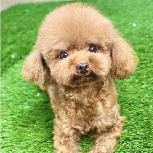 タイニープードル【・女の子・2022年2月7日・レッド】