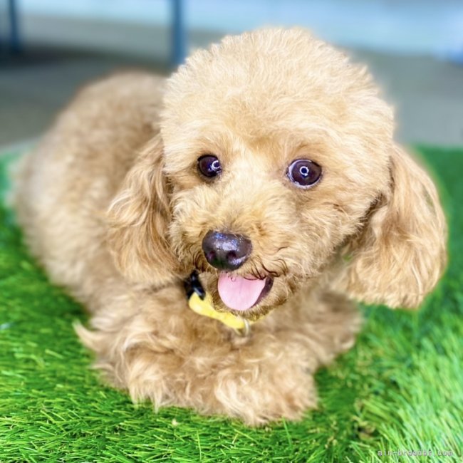 トイプードル(トイ)【・女の子・2022年2月9日・レッド】