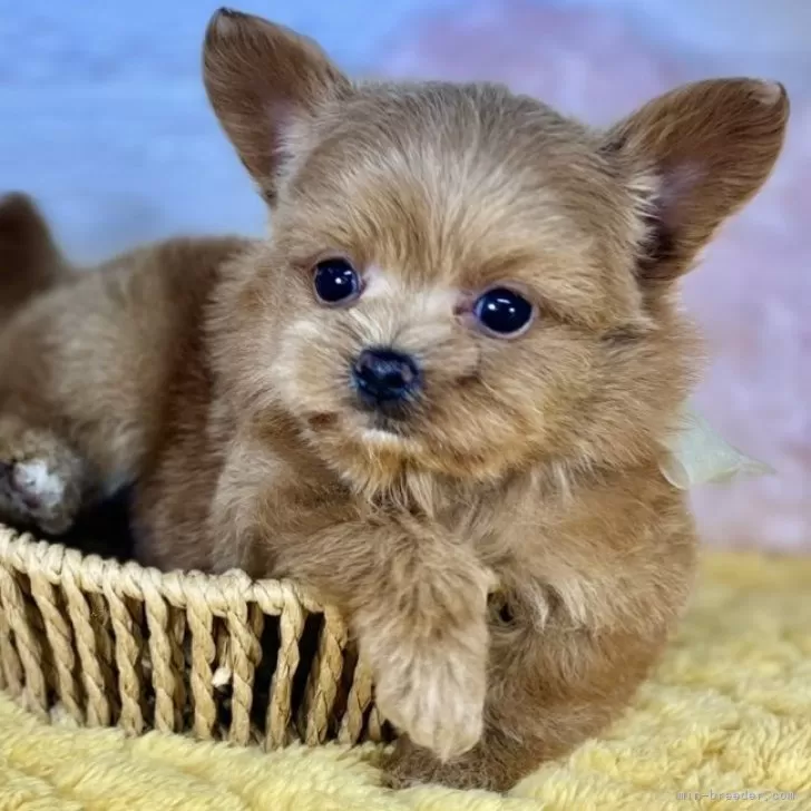 ID：2410-07160の子犬