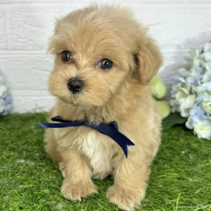 ID:2406-07444の子犬