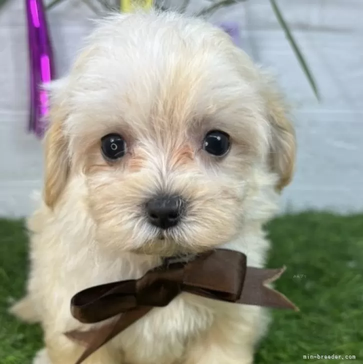 ID：2407-05997の子犬