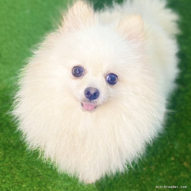 ポメラニアン【・女の子・2021年10月27日・クリーム】