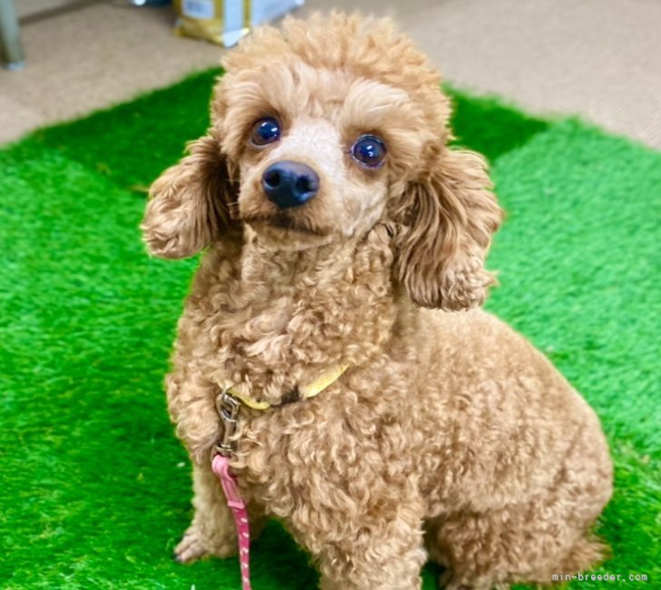 トイプードル(トイ)【・女の子・2022年5月22日・レッド】